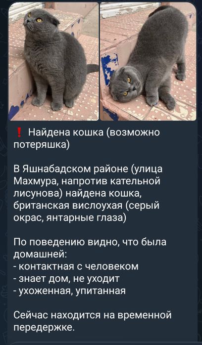 Нашли кошку  в Яшнабадском районе