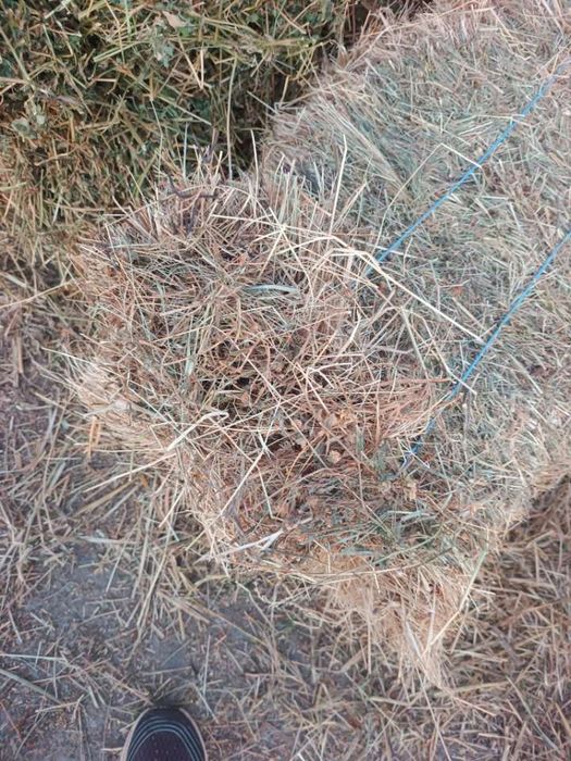 Vând baloti de lucerna și fan