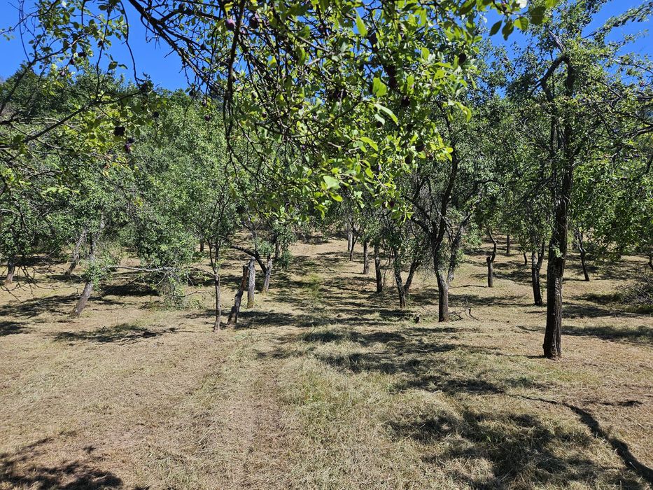 Prune roșii neculese