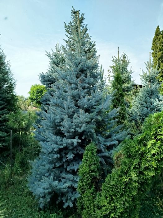 Продам голубые ели сортовые