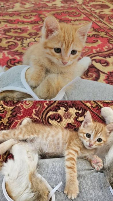 Котенок.В добрые руки.