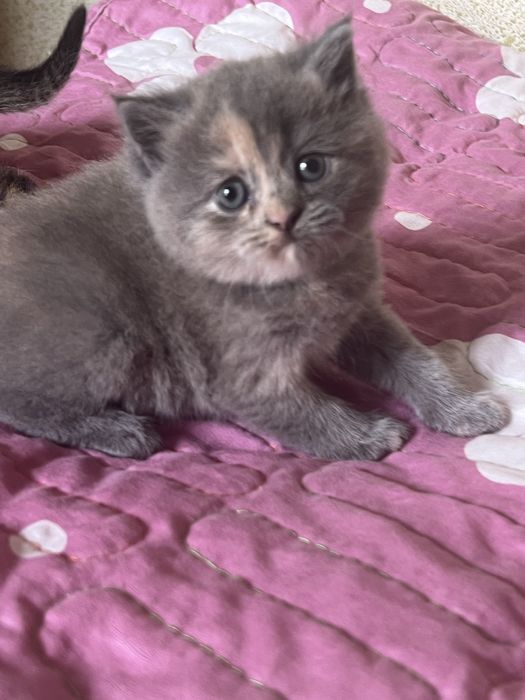 Котёнок Mushukcha