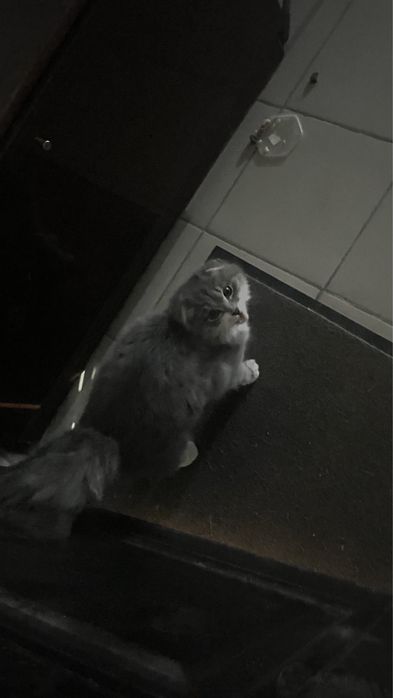 Продам шотландская кошка(хайленд фолд)