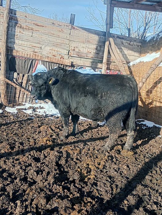 Vând taur angus pentru reproducție