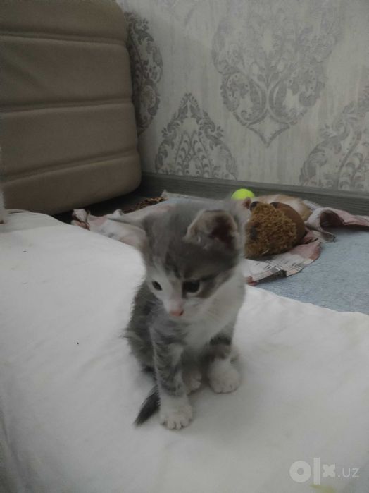 Отдам котят в добрые руки