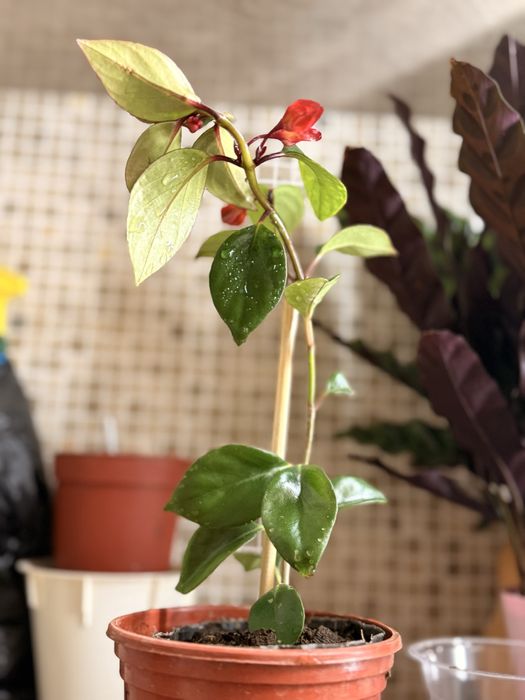 Нематантус (Nematanthus)  или Золотая рыбка