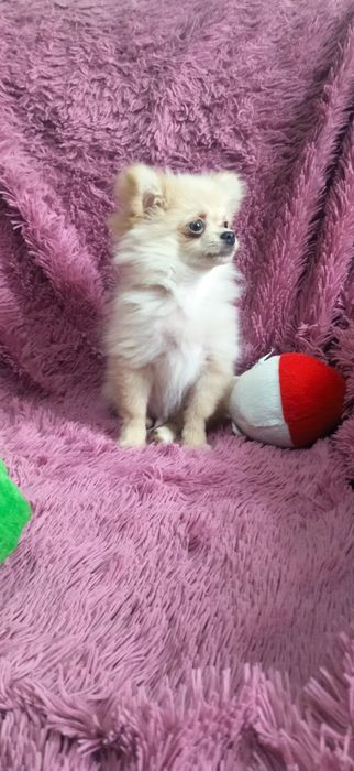 Щенок помчи мальчик