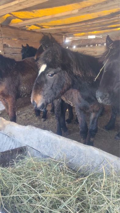 Продам жабагы откормленные