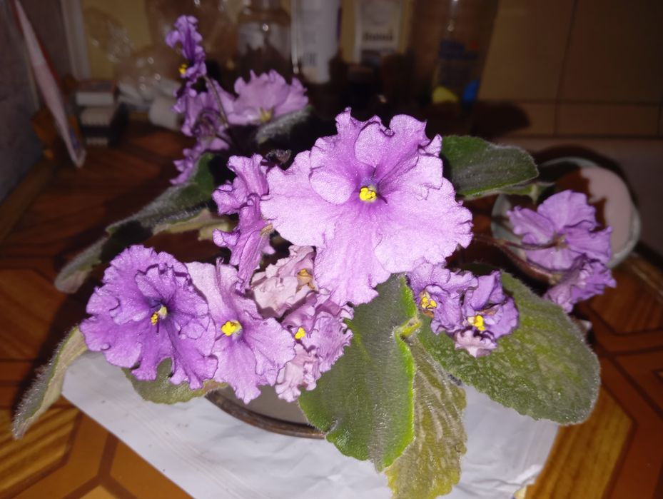 Продаю  фиалку 1-шт.махровую.цена 35т.
сортовая цена  33,5т