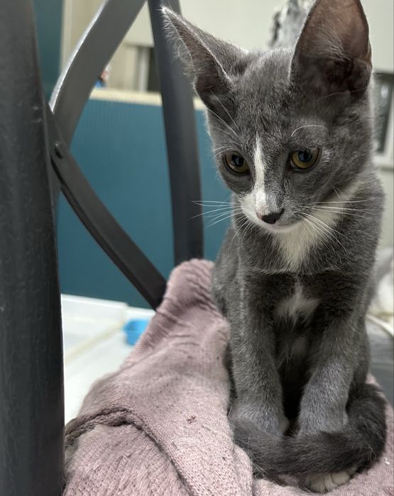 Маленький котенок мальчик
