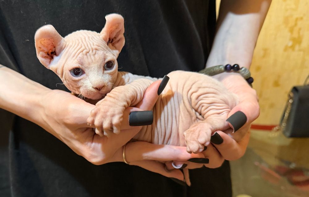 Котята очаровашки сфинкс бамбино