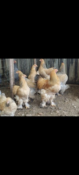 Găini Brahma columbia - TINERET