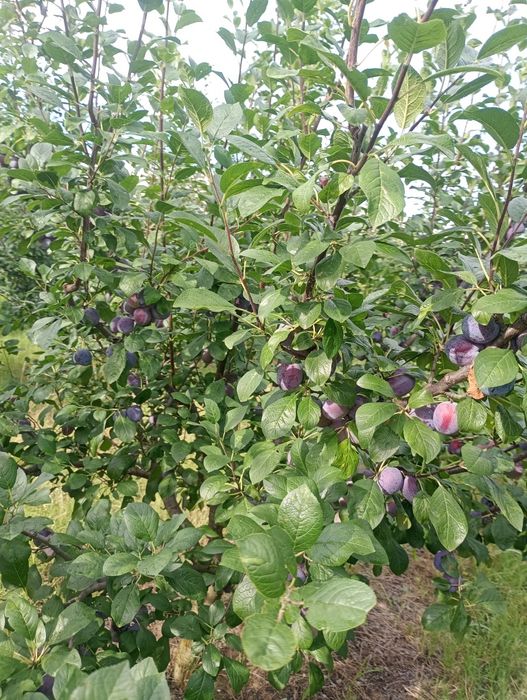 Prune de vânzare