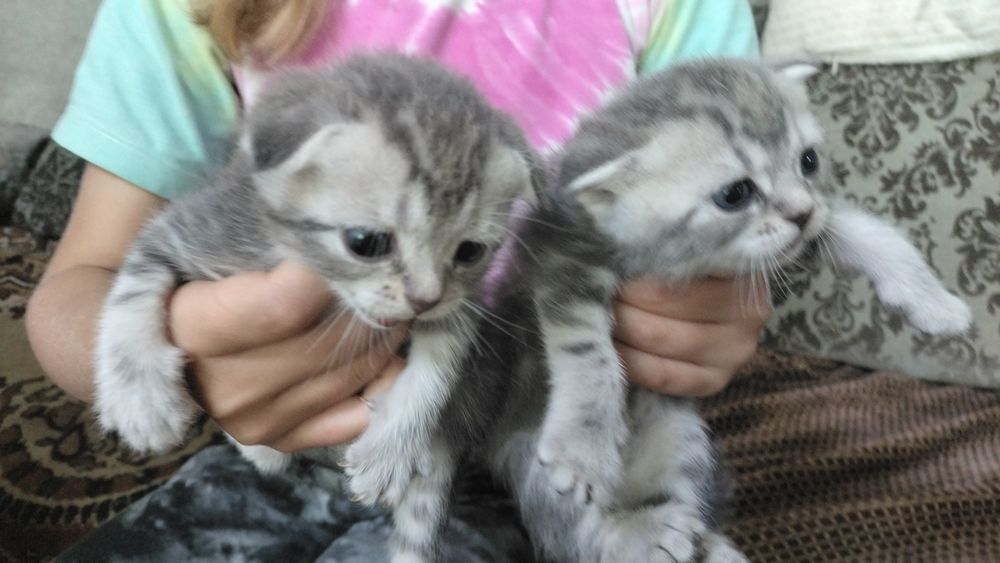 шотландские котята