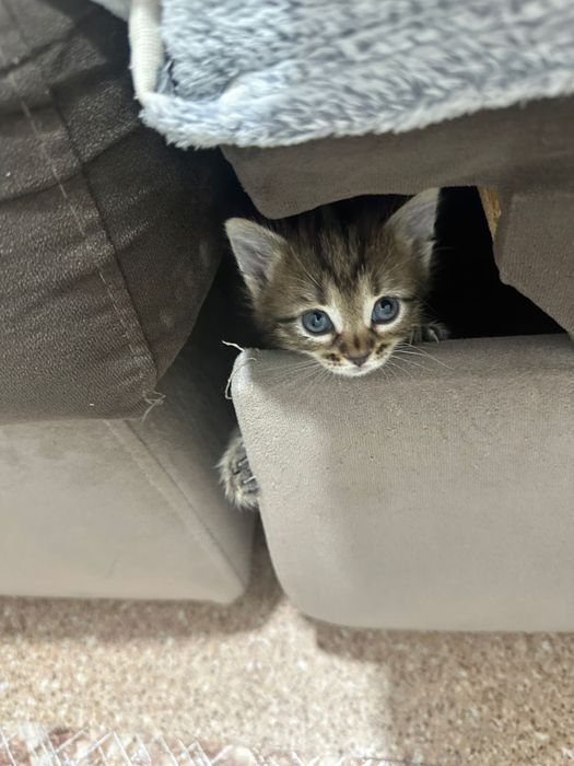 котята мальчики в хорошие руки