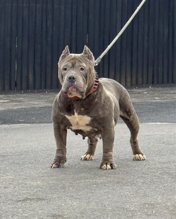 Femela american bully