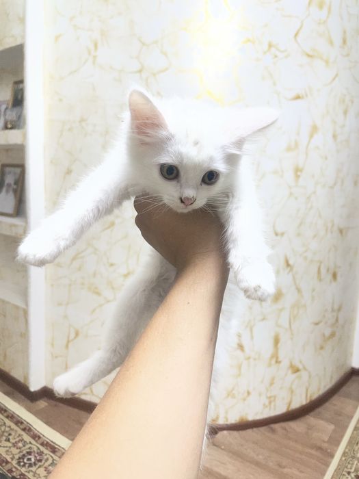Отдам котенка даром