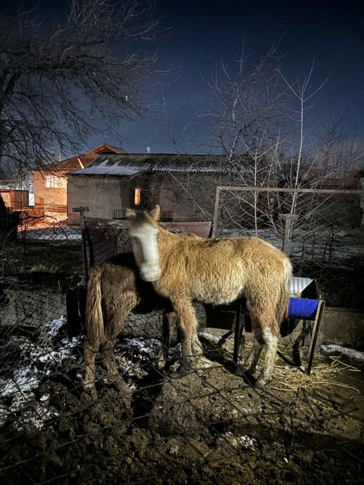 Жабағы 2 бас торг