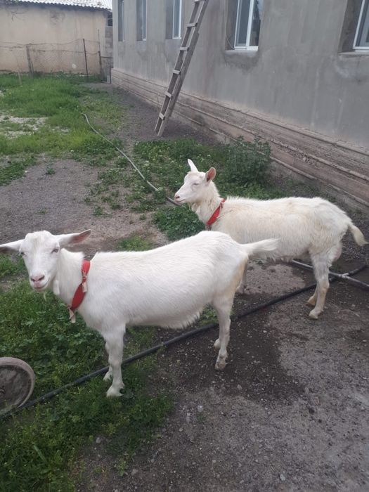 Заенские козы