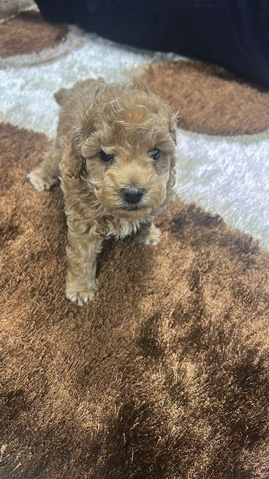 Poodle mini/ toy apricot cu pedigree