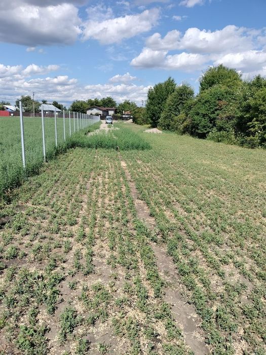 Teren Ghighiu intravilan