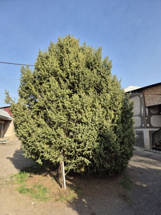 Ёлки зелёный 2 шт 4-5 метр примерно