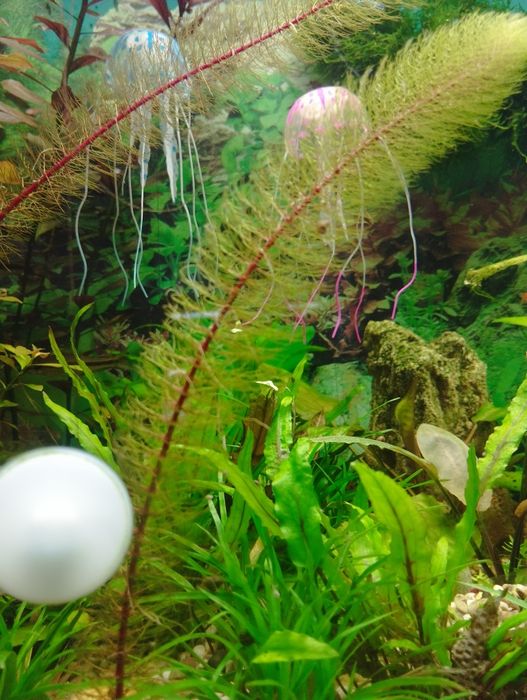 аквариумные растения