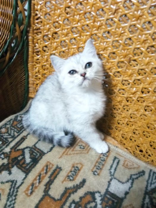 Котенок серебро  британка страйт