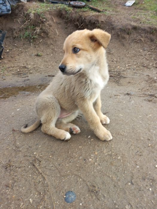 Подарявам  кученце  женско
