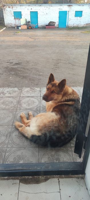 Чей потеряшка срочно отзавитесь