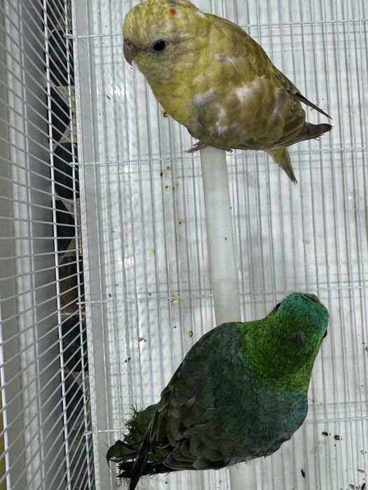 Певчий попугай молодые