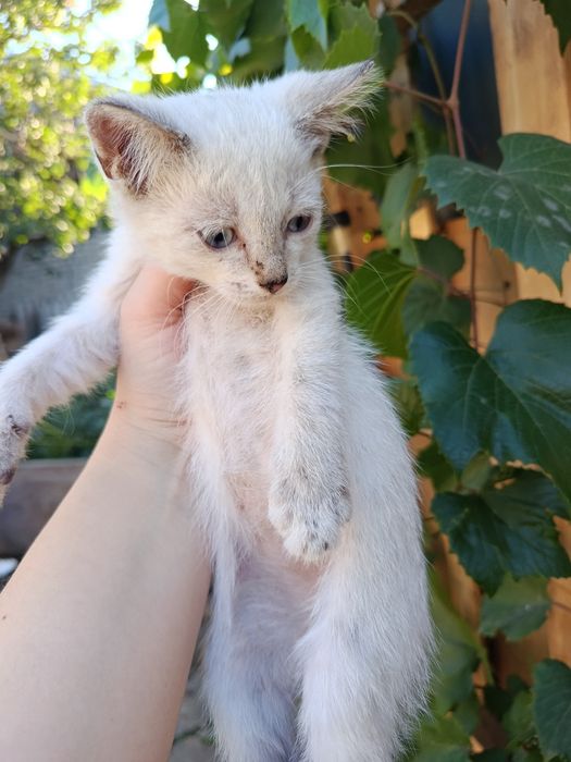 Отдам котят в добрые руки