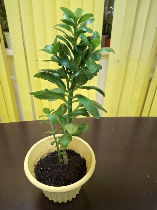 Цветы комнатные  адаптированные