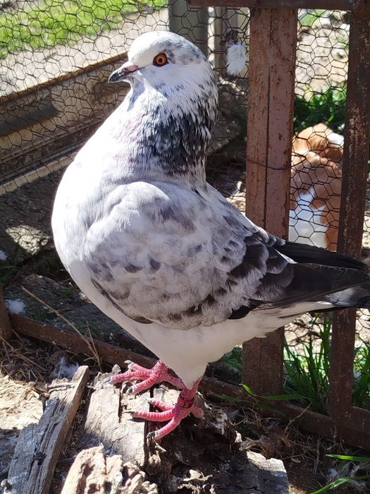 Американски Кинг