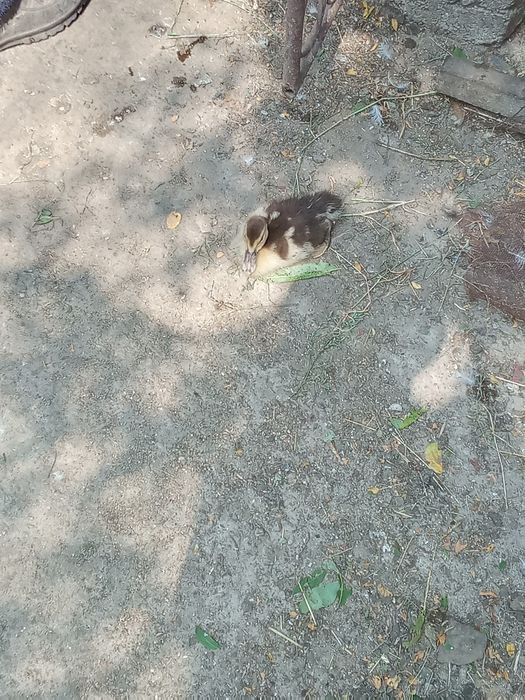 Vând pui de rata muta