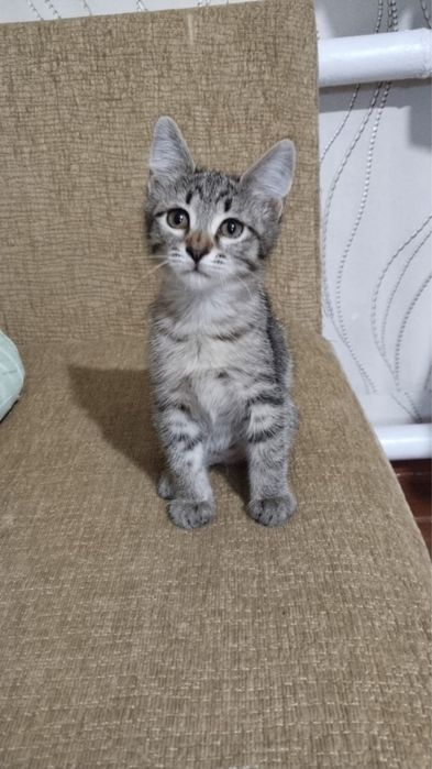 Пристраиваются котята девочки