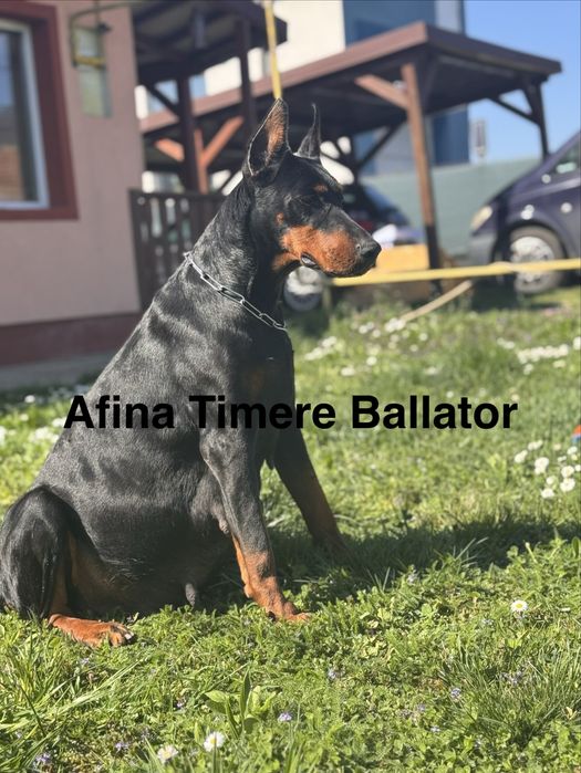 Cățeluș Doberman cu pedigree.