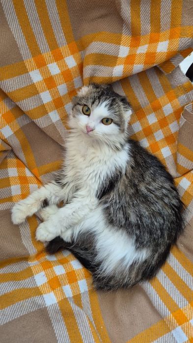 Кошка подросток в добрые руки