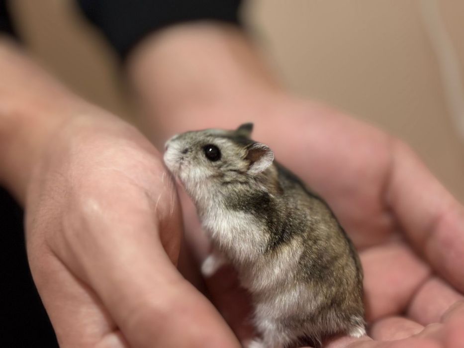 Продам хомяка с клеткой
