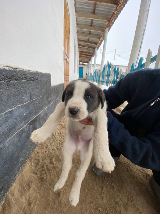 Төбет күшік сатылады еркек