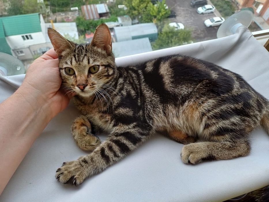 Котёнок Дионис - счастье в Ваш дом