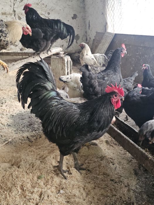 Австралорп хурозлари сотилади ( 4 та бор)