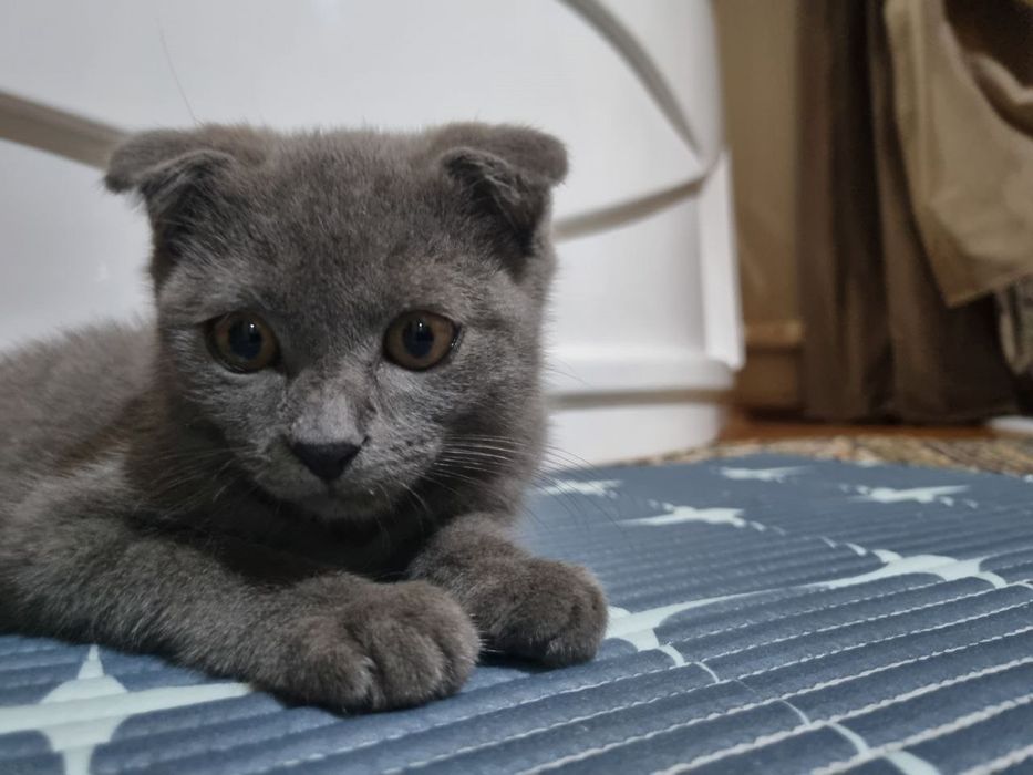 Jinsiy aloqa vositalaridan olingan konkalar