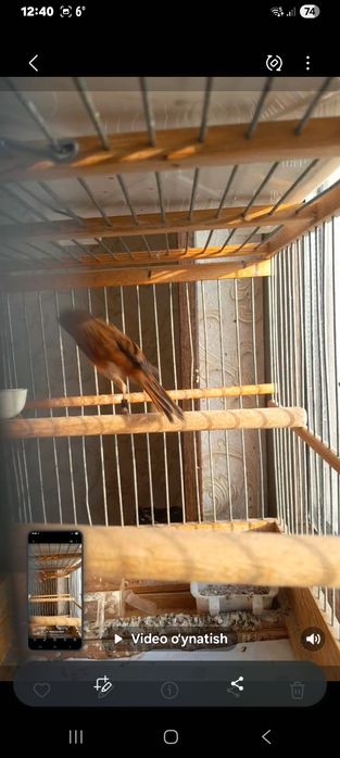 Канарейка красный дерево нар 11 ойли