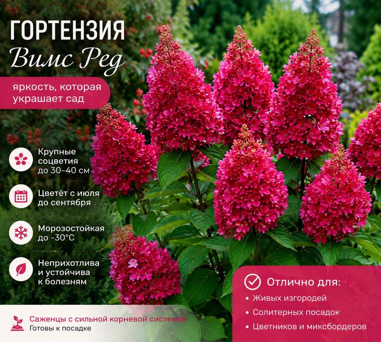 Продам черенки гортензий