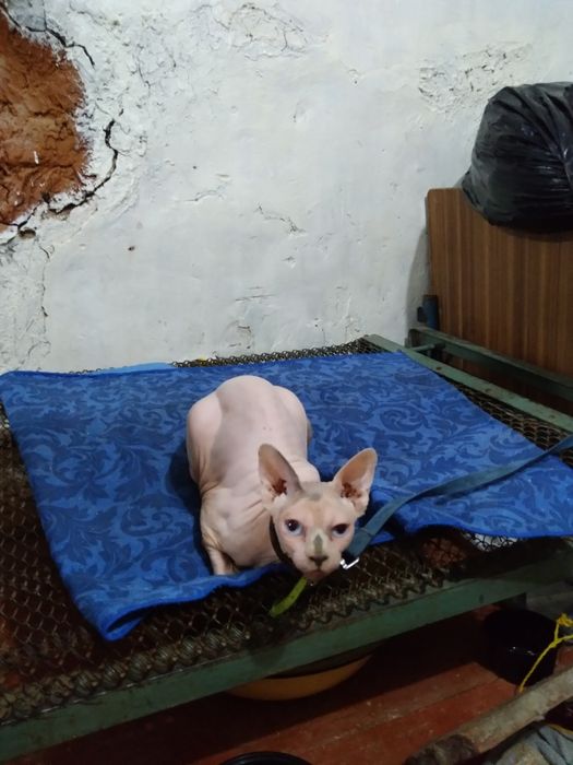 Продаётся канадский сфинкс четыре года