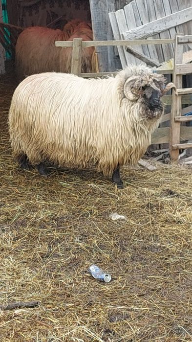 Berbec bucălău de vânzare