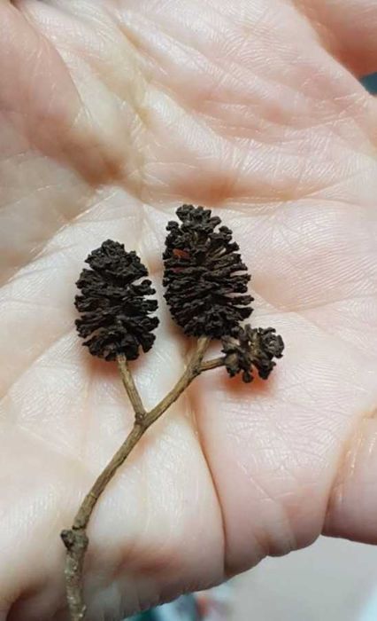 100 + 20 gratis - Conuri Arin, benefice pentru acvariu