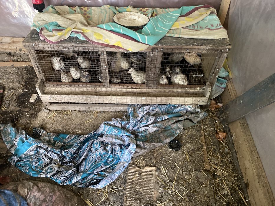 продаются перепелки несушки