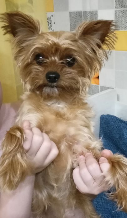 Мальчик Йорк ищет подружку